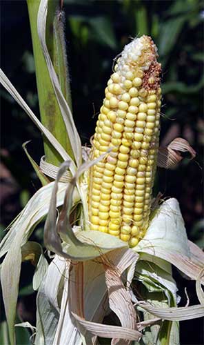 Unshucked ear of less mature corn that has pale yellow kernels.