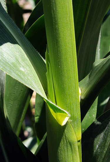 Close-up of a hybrid ear on stalk that is still completely husked with no silks showing.