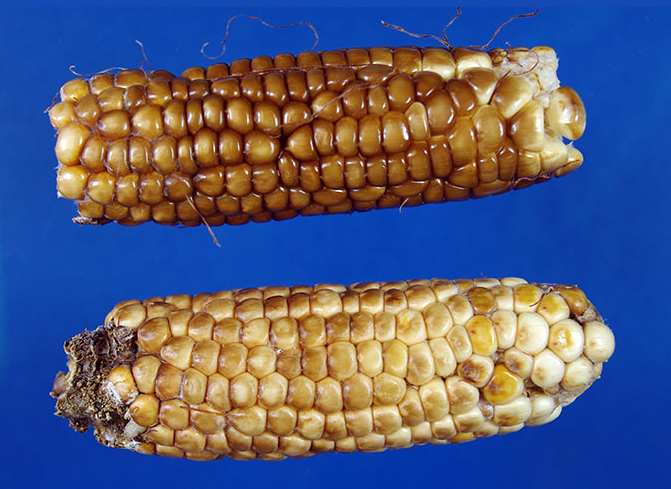 Two ears of chapalote, both showing small, tight kernels, the top brown and the bottom ear yellow-brown.