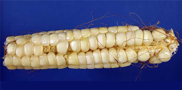 Small ear of corn unshucked to show large sturdy kernels.