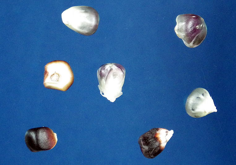 Top view of several kernels to show color varying from blackish, to slightly lighter dark, to almost white