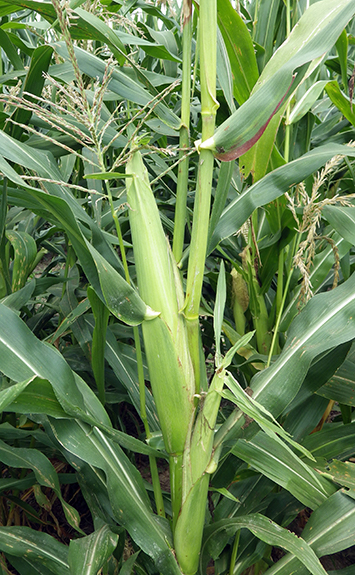 Young ear growing on a stalk.