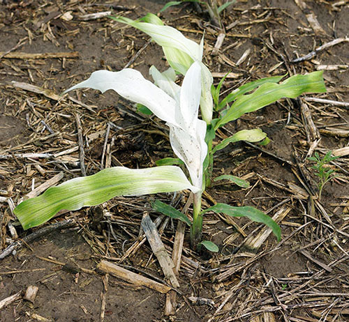 A slightly taller plant is green at the bottom, but all top leaf blades look completely 
                                    white, and the middle and lower leaf blades fade from white (nearest the other white parts) to yellowish-green.