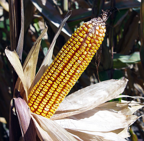 Unshucked ear of mature corn that has dark yellow kernels starting to wrinkle.