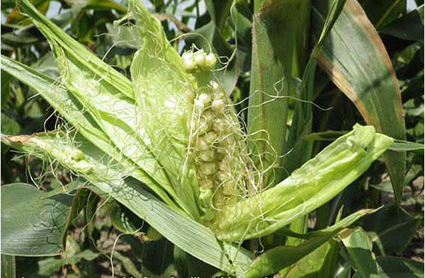 Immature ear is partially unshucked to show green, few lumpy kernels, and wiry silks sticking out.