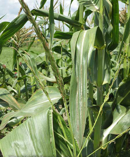 Top of stalk shows tassel and fewer branches than normal.