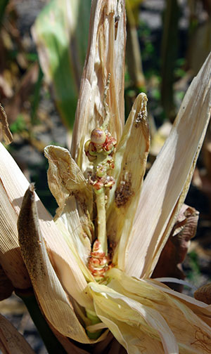 Mature ear of corn with so few kernels, it looks like a small stalk with kernels coming out of the top.