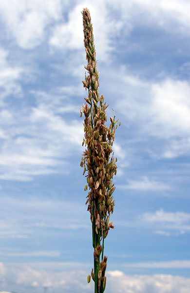 Close-up of the top of a corn stalk barren of ear that shows the grains on the branches of the tassel.
