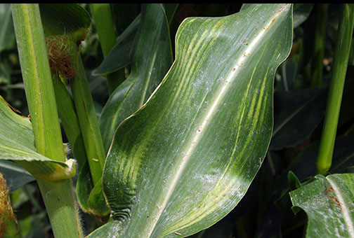 Close-up of a corn leaf with a pale, almost white stripe down the center of the leaf, and brighter pale green stripes parallel to the edges.