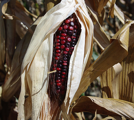 An open ear of Bloody Butcher corn shows bright and dark red corn kernels peeking through the open brown husks.