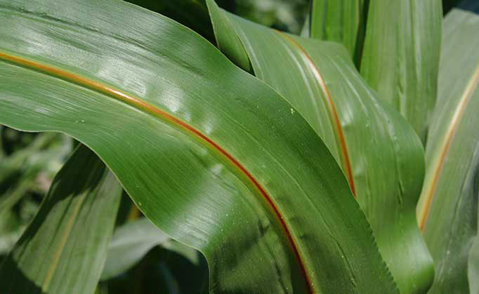 Close-up of leaves to showcase the central brown stripe on otherwise all green leaf.