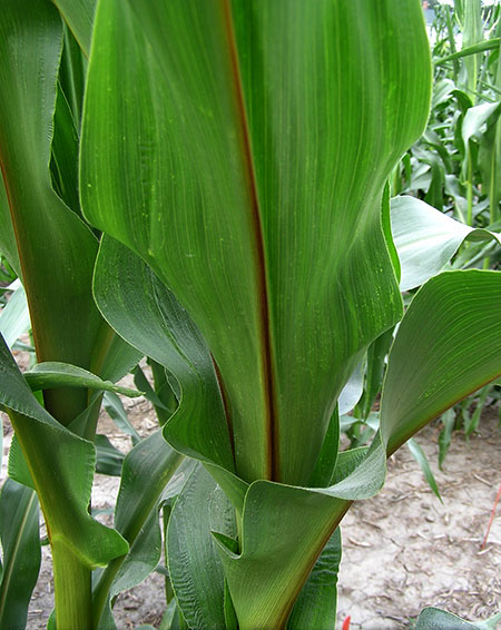 Vertical view of leaf at the lower base to show prominent brown rib