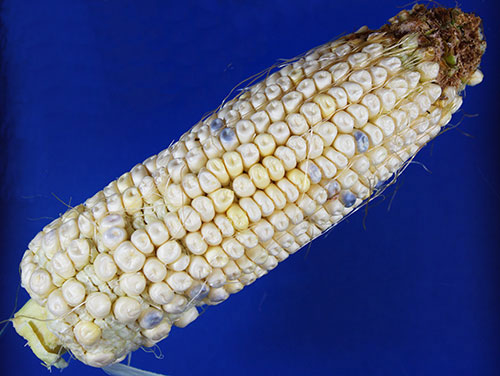 close-up of mature cob pipe ear, showing shriveled kernels mostly white with a few darker, almost blue kernels