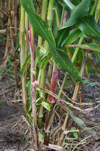 Close-up of the base of the plant shows strong, knobby stalks coming out of the ground.