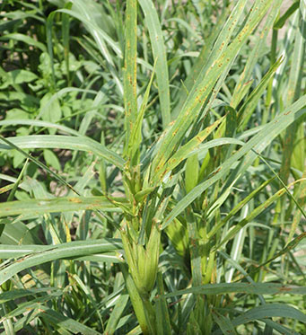 Close-up of the top of the plant shows ends of grass leaves, missing the usual reproductive structures.