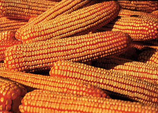 a pile of mature dent corn cobs, with straight, slightly shriveled, dark orange kernels