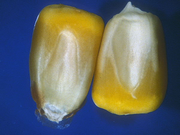 close-up of two side-by-side yellow corn kernels