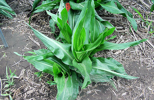 close-up of full-grown plant that looks like a gush of corn leaves due to its dwarfed height