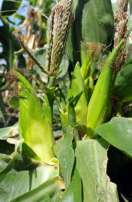 Close-up of tassels on top of growing ears of corn that look more normal-sized than the rest of the plant