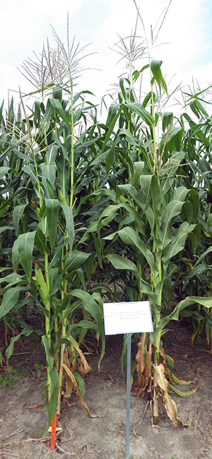 Two rows of double cross hybrid stalks growing behind their Gene Zoo sign. Stalks are average sized for their age and have symmetrical, neat large leaves.