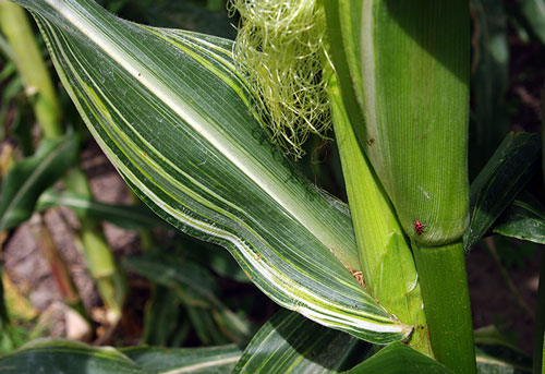 close-up shows where striped leaf meets normal husk coming out of the stalk