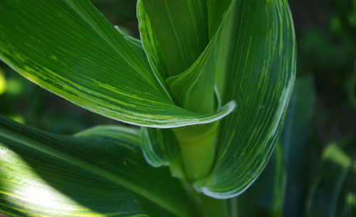 close-up shows the stalk where leaves grow from.