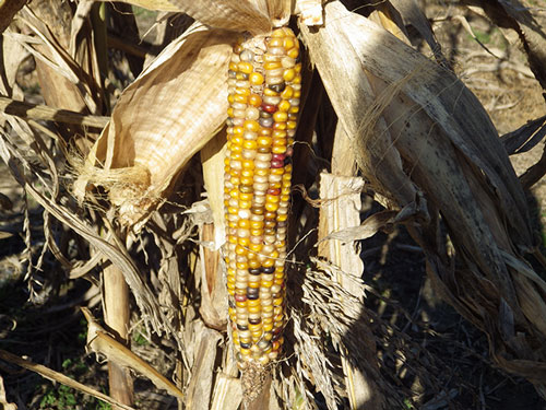 a mature stalk shows an exposed ear with yellow-gold and dark brown kernels that are undented
