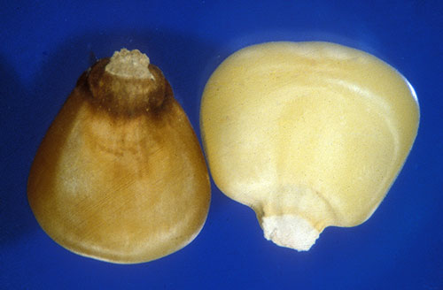 side view of two kernels, one brown and one light yellow