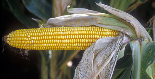 a shucked ear on the stalk shows rows of golden, dented kernels