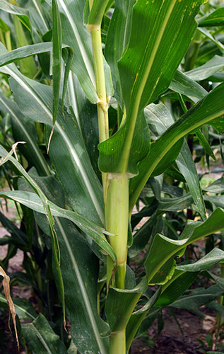 shows light green stalk with green and yellow-green leaves