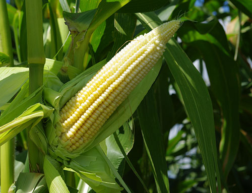 exposed ear on a stalk shows young, small white kernels