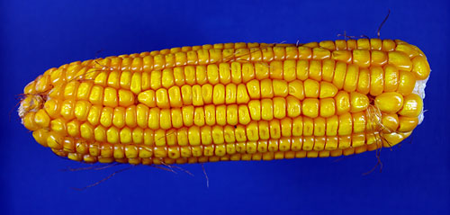 close-up of a mature ear to show the yellow-brown color of denting kernels