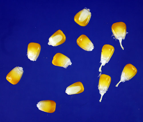 several freestanding kernels show the golden color fading into the white germ and tip cap