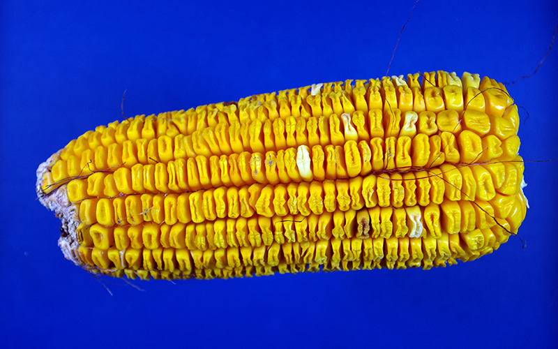 side view of a mature ear to show all the kernels shriveled