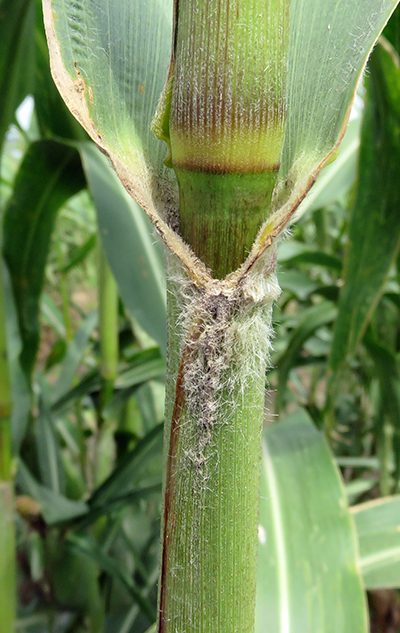 Close-up of the stalk where the leaf sheath begins shows long hairs on the outside of the 
                                stalk where it meets the sheathâ€™s emergence