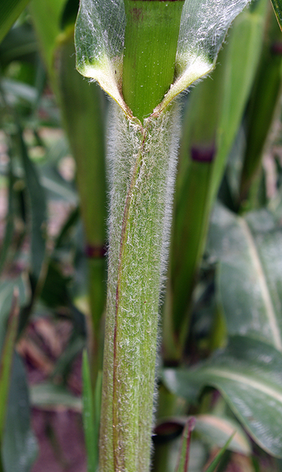 Close-up of leaf sheath clearly shows the stalk is covered in hairs, which grow longer closer to where the leaf comes out