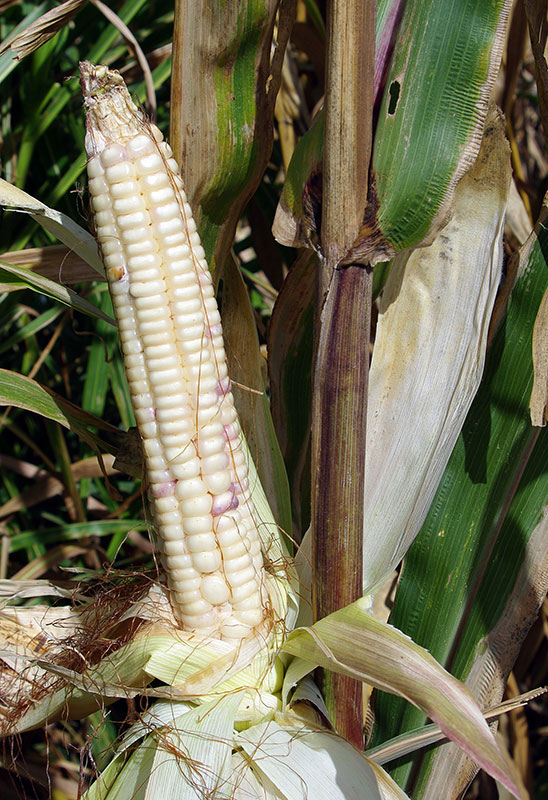 Mature ear unshucked on a stalk, showing the kernels and silks.