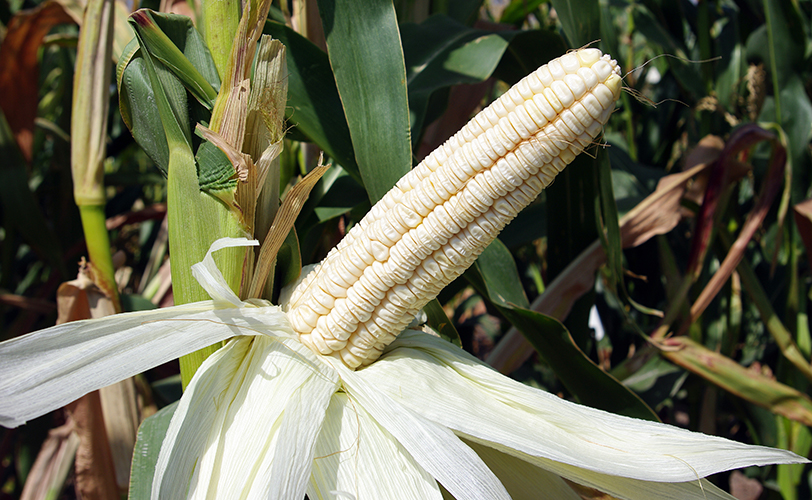 Unhusked ear on the stalk shows the light green-white color of the immature husk and kernels, and the kernels are smaller and undented 