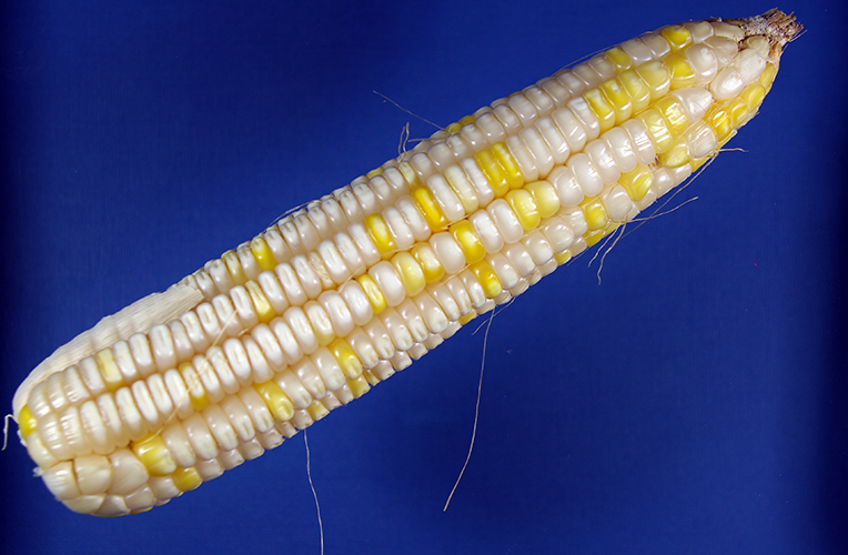 Close-up of unhusked ear shows straight lines of large, elongated, dented kernels that are a mix of white and yellow