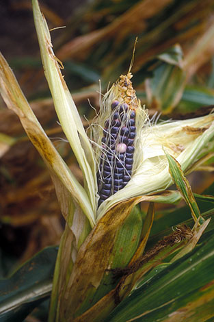 Partially unhusked corn on the stalk, showing the dark blue, almost black kernels peeking through silks and husks.