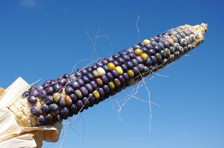 Close-up of unhusked mature ear with several varying shades of yellow kernels interspersed amongst the undented blueberry colored kernels