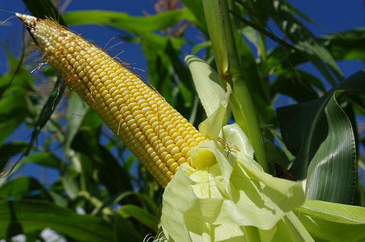 Unhusked ear still on stalk, showing the light green husk peeled down below the straight rows of small, light yellow kernels that are not yet dented.