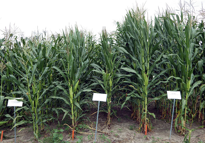 Shows each varietyâ€™s corn rows labeled in the field. The Mo17 and B73 rows of stalks are about the same height, and the B73 crop rows on the end are a foot or two taller.