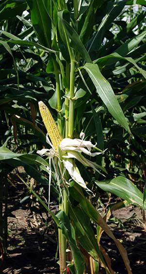 Unhusked young corn ear on stalk shows golden kernels