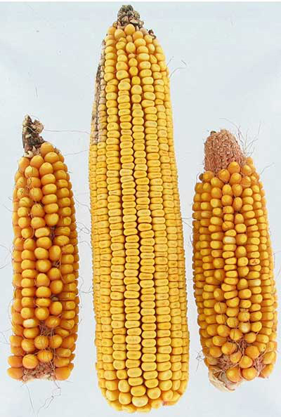 Side view of the three types of corn ear. The Mo17 ear is smaller with larger, more spaced out dark yellow-orange kernels. The middle  hybrid ear is about 1/3 bigger than the others. The right ear, B73, is the same size as the MO17 but with slightly smaller kernels.