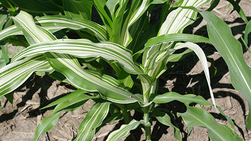 A young plant shows that the larger leaves have more white stripes than the younger, smaller leaves.