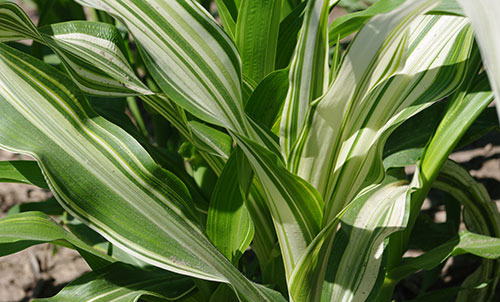 Close-up of the leaf arrangement shows the green and white stripes of varying width on all the leaves, though the centers seem to show more white.