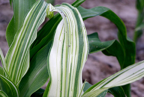 Top view of a leaf shows the leaf looks mainly white, with several green stripe accents; the surrounding leaves look mainly green with white stripes