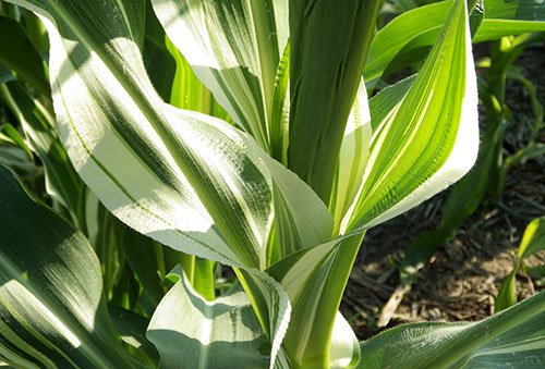 Close-up at section of stalk showing the white-green striped leaf blades where the collars surround the green stalk