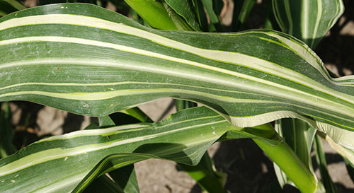 Close-up of the flat side of a leaf shows thicker white stripes at margins